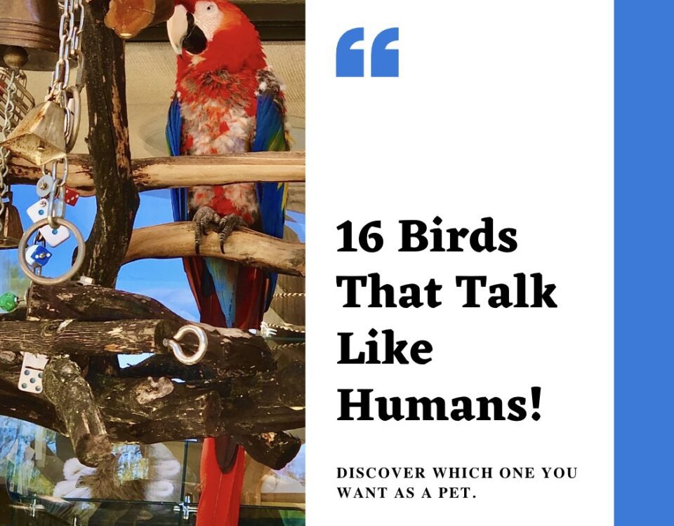 16 Amazing Birds That Talk like Humans to Keep as Pets